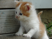 Kitten1-small.png