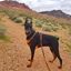 BluDoberman