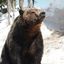 Bigbear96